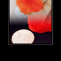 Stage Magic Tricks Coin and Petal, Magic Props,Party Tricks