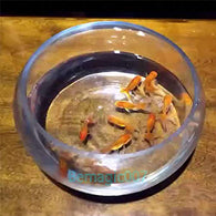 Close Up Magic Appearing Goldfish Gimmick