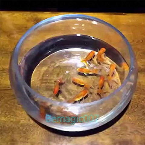 Close Up Magic Appearing Goldfish Gimmick