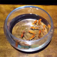 Appearing Goldfish Gimmick  -- Close Up Magic